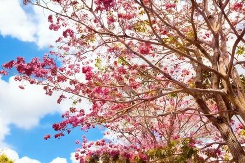 Cận cảnh con đường hoa kèn hồng đang 'gây sốt' ở Cần Thơ