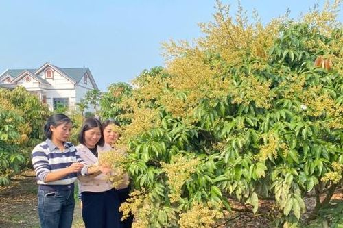 Phúc Hòa dự kiến bình chọn, công nhận 15 'vườn vải đẹp'