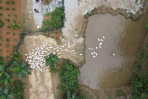 Quảng Bình: Trải nghiệm 'massage vịt' và cưỡi trâu độc đáo tại Phong Nha
