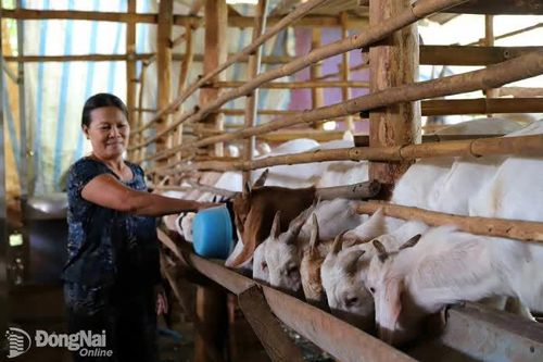 Người chăn nuôi dê có lợi nhuận tốt nhờ giá tăng cao