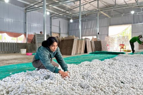 Dâu tằm mở sinh kế bền vững cho nông dân
