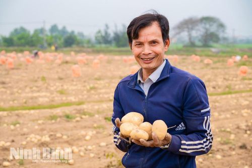 Chuyện 10 ha khoai tây và khát vọng làm nông nghiệp hiện đại