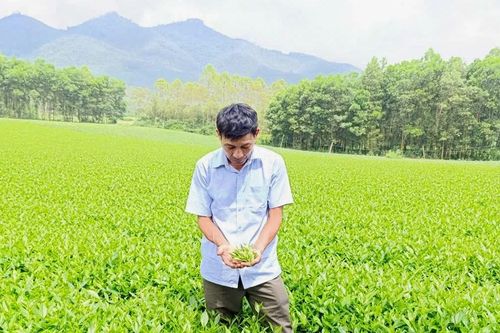 Đổi thay ở làng chè Đá Hen