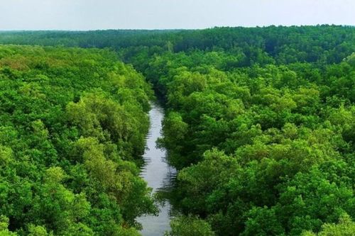 TP. Hồ Chí Minh: Phê duyệt Đề án du lịch sinh thái, nghỉ dưỡng, giải trí rừng phòng hộ Cần Giờ