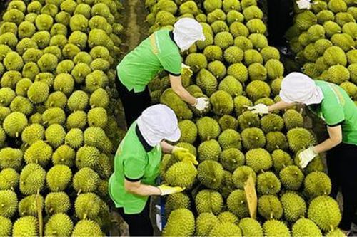 Siết chặt quản lý chất lượng hàng xuất khẩu sang Trung Quốc