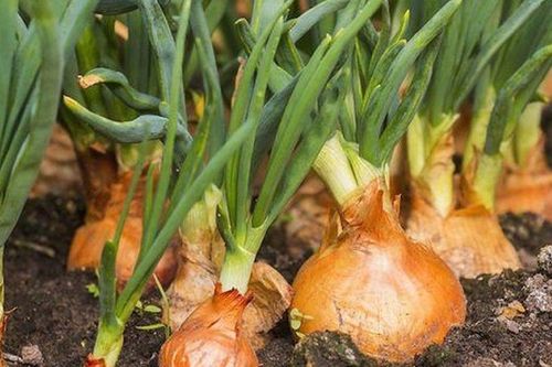 Muốn bồi bổ không nhất thiết phải tốn kém: 3 loại rau củ giá rẻ tưởng bình thường, lại chứa dưỡng chất quý cho nam giới