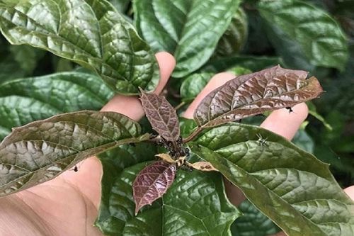 Những người tuyệt đối không nên uống nước xạ đen