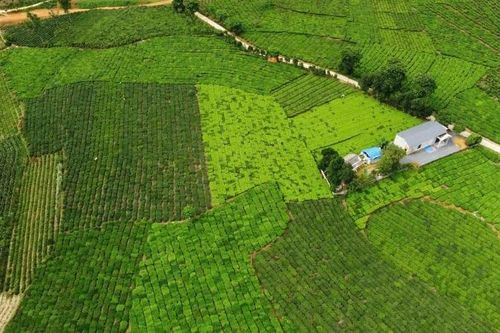 Chè Bản Lầu kêu cứu