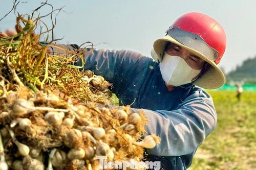 'Vàng trắng' ở đảo Lý Sơn mất giá