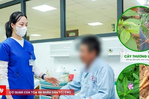 Cảnh báo ngộ độc từ củ thương lục dễ nhầm với sâm đất