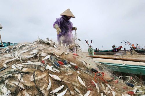 Ngư dân Hà Tĩnh thu tiền triệu mỗi ngày nhờ đánh bắt 'bạc biển'