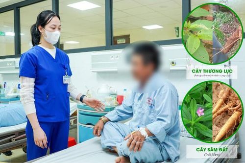 Cấp cứu sau khi ăn loại củ giống sâm đất
