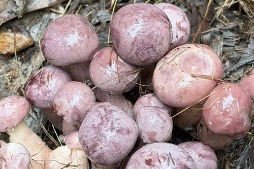 Sản vật trời ban, đổi màu thần tốc, có tiền cũng khó mua ở Phú Quốc