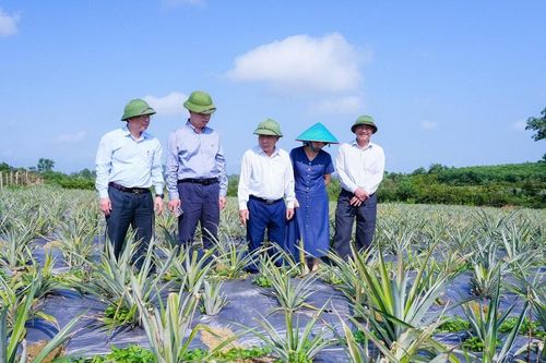 Phó Chủ tịch UBND tỉnh Nguyễn Văn Đệ kiểm tra các vùng sản xuất dứa nguyên liệu