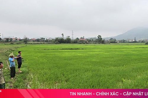 Nhiều diện tích lòng đập Trùa bị chiếm dụng, công trình thiếu nước tưới
