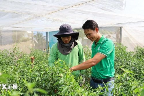 Rau gia vị Việt chinh phục thị trường châu Âu