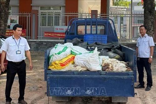 Thành phố Hồ Chí Minh: Phát hiện, tiêu hủy 450kg gà chết không đảm bảo an toàn