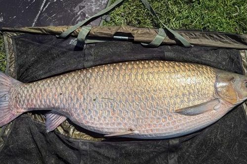 Cần thủ câu được con cá chép cỏ khổng lồ nặng 34 kg
