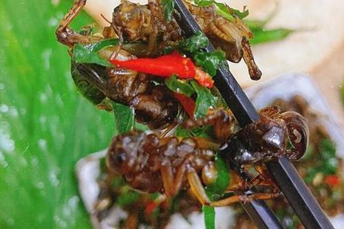 Con đặc sản 'xấu xí' xưa không ai ngó, nay thành món lạ Tây Bắc, được dân nhậu mê tít săn lùng