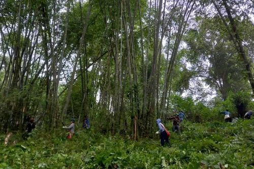 Xã biên giới Tam Lư bảo vệ rừng gắn với nâng cao hiệu quả kinh tế lâm nghiệp