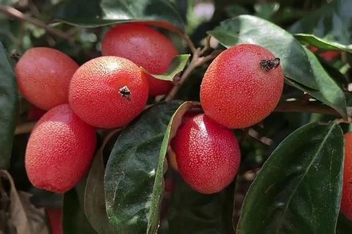 Nhớ những mùa nhót