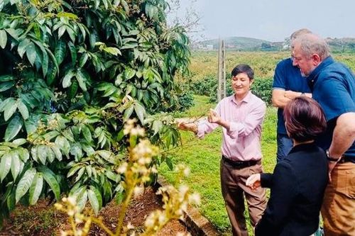 Bắc Ninh: Rà soát mã số vùng trồng và cơ sở đóng gói nông sản