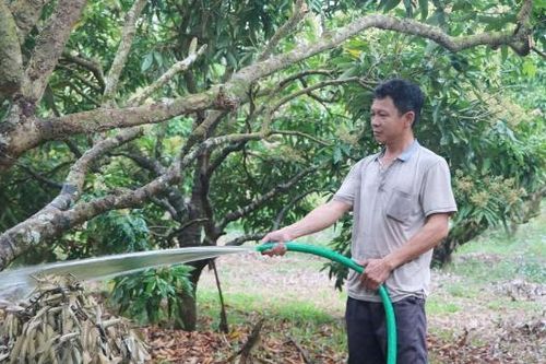 Tăng cường chỉ đạo sản xuất, ứng phó với nguy cơ giảm sản lượng vải thiều