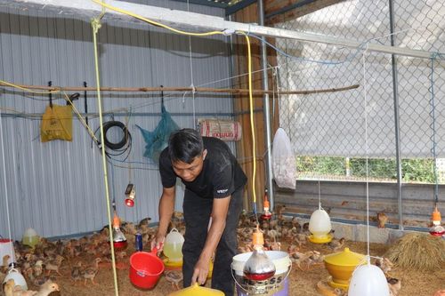 Triển vọng mô hình nuôi gà thả vườn an toàn sinh học