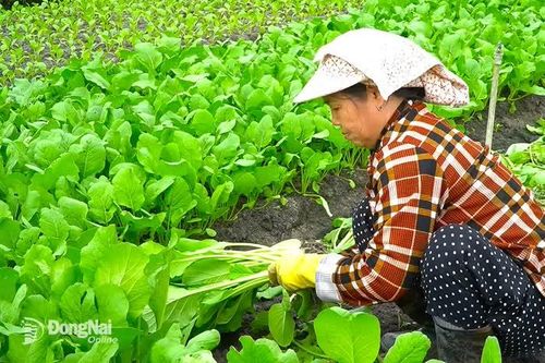 Làng rau xanh giữa lòng đô thị