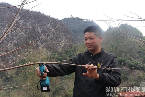 Chăm sóc cây ăn quả sau thu hoạch