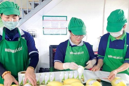 Định hình mới cho hợp tác xã số