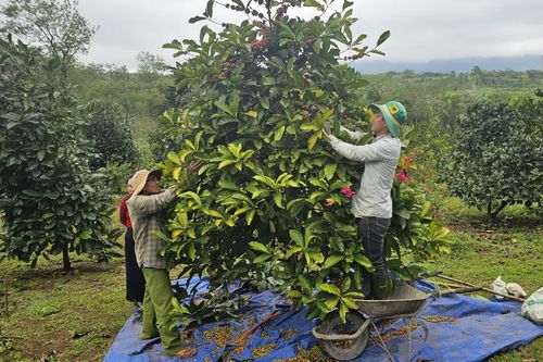Nông dân phấn khởi bước vào vụ cà phê mít