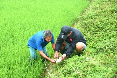 Nông dân Triệu Cơ bảo vệ đồng ruộng