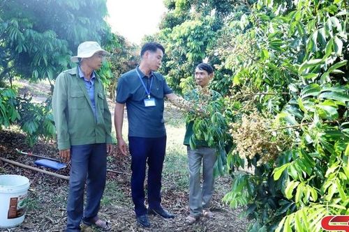 Chiềng Khương chăm chút mùa hoa nhãn