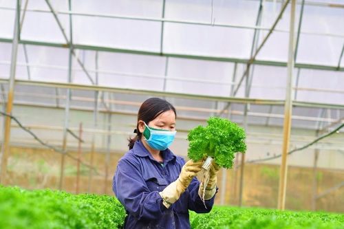 Chi phí sản xuất tăng cao, HTX nông nghiệp lo bài toán lợi nhuận