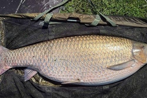 Khoảnh khắc cần thủ đối đầu với 'thủy quái' 34kg, giới câu cá bàng hoàng