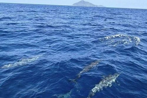 120 sinh vật quý hiếm 'dàn trận' trên mặt biển, chuyên gia nín thở trước hiện tượng nghìn năm có một