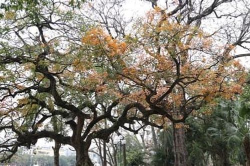 Bắc Bộ sáng có mưa, trưa chiều hửng nắng