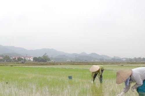Hà Nội: Không để bùng phát sâu bệnh hại lúa Xuân