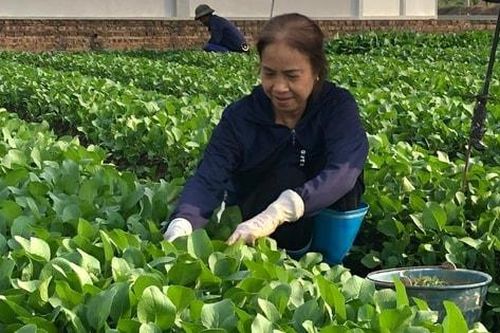 Bảo đảm nguồn cung rau xanh ổn định cho Thủ đô