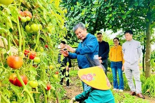 Nam Phù: Nâng cao hiệu quả sản xuất nông nghiệp gắn với bảo vệ môi trường