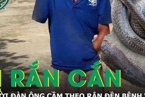 Bị rắn hổ mang cắn, người đàn ông cầm theo con rắn 2m đến bệnh viện