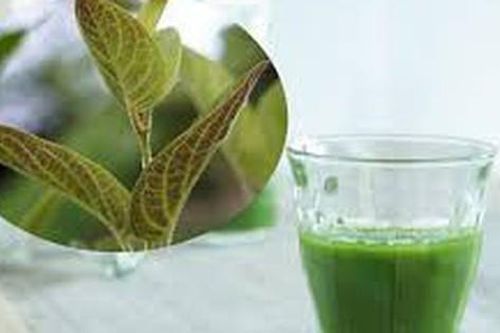 Nước lá mơ có tác dụng gì?