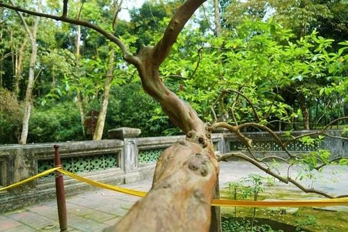 Chạm vào là 'cười': Bí ẩn cây ổi trăm tuổi ở Lam Kinh
