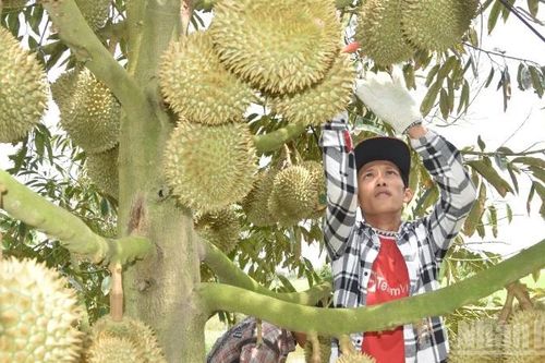 Vùng nguyên liệu có tổ chức - lối ra cho nông sản Việt