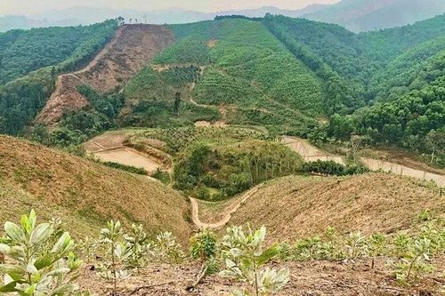 Thái Nguyên nâng cao chất lượng rừng trồng