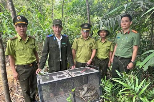Phát hiện trăn gấm dài 3,5m xuất hiện trong khu dân cư tại phường An Khê