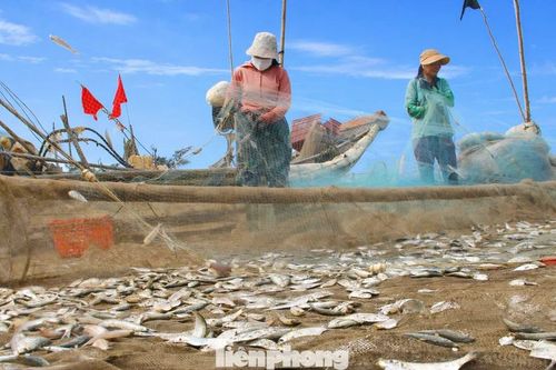 Ngư dân kiếm bộn tiền mùa cá trích