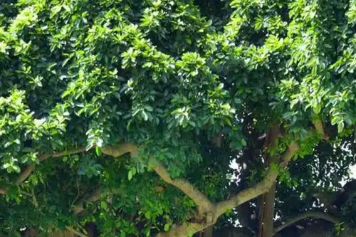 3 loại cây quen thuộc nhưng nhiều người tránh trồng trong nhà