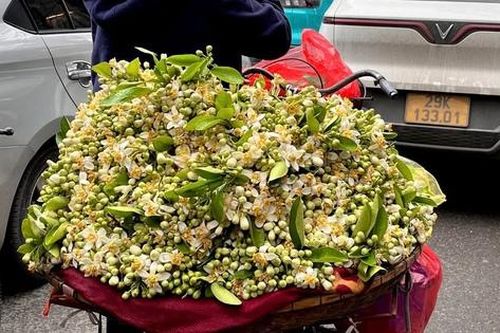 Hương bưởi tháng Ba làm dịu lòng phố Hà Nội